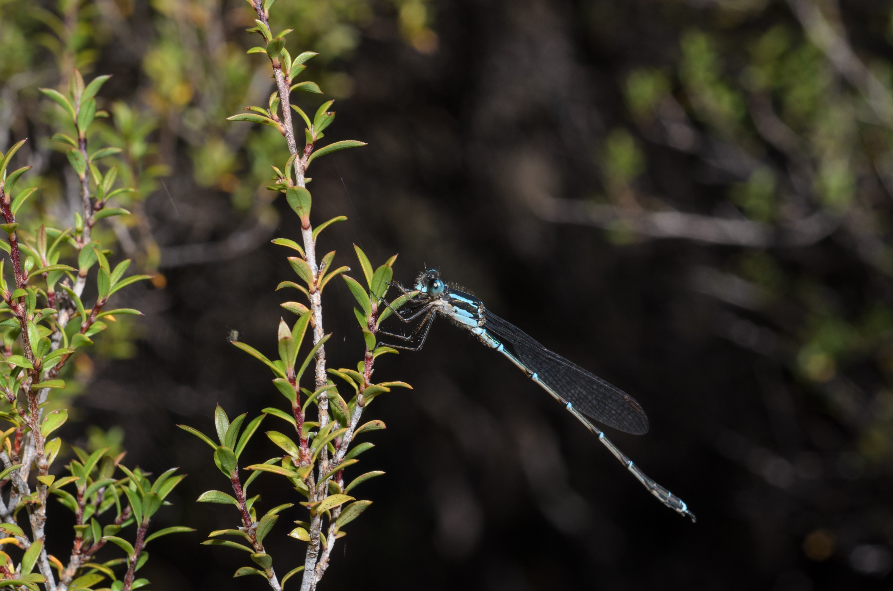 DSC_2207 – Adventure, Crispin, Freshwater, Freshwater Hut, Hut, Island, March 2017, Mason, Mason Bay, National Park, New, New Zealand, Rakiura, South, Stewart, Zealand